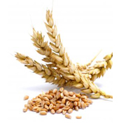 A media  ma&ntilde;ana